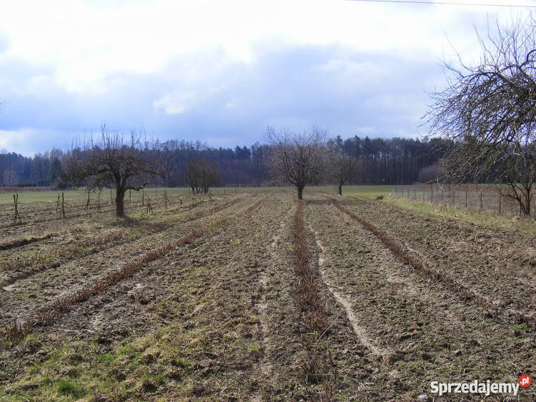 Działka siedliskowa Strzembowo 35 ha Strzembowo