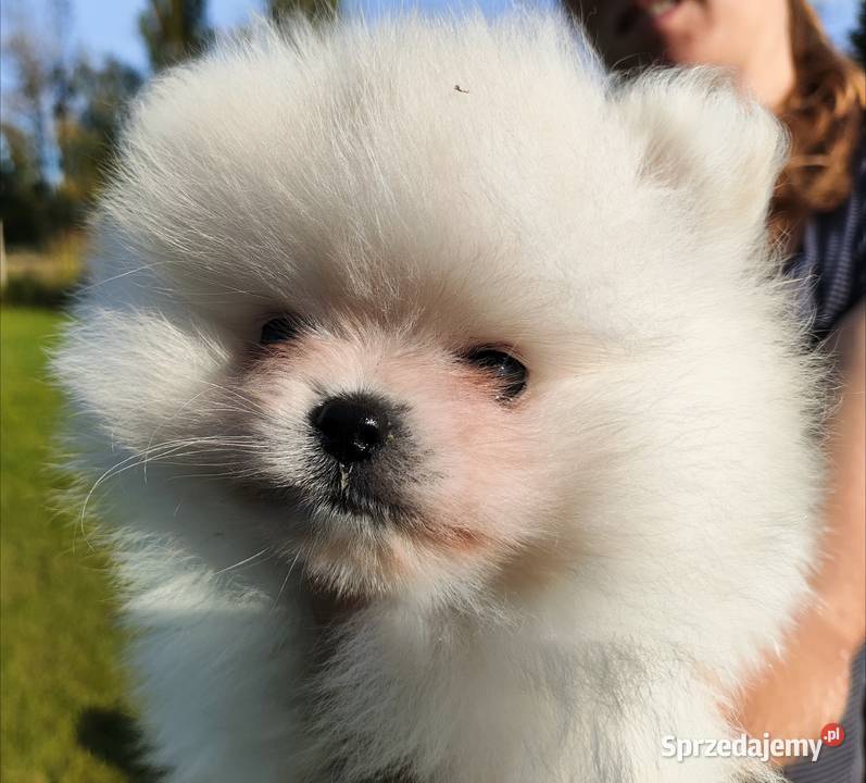 Szpic miniaturowy pomeranian w typie misia Bielsko-Biała