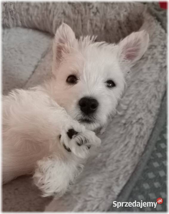 ZKwP FCI West Highland White Terrier DNA CMO0 Częstochowa