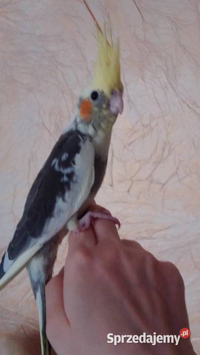 Papuga nimfa Kraków
