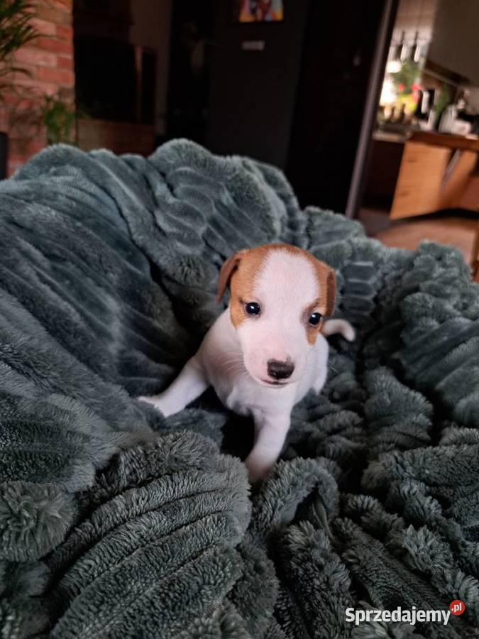 Jack Russell Terrier pomorskie