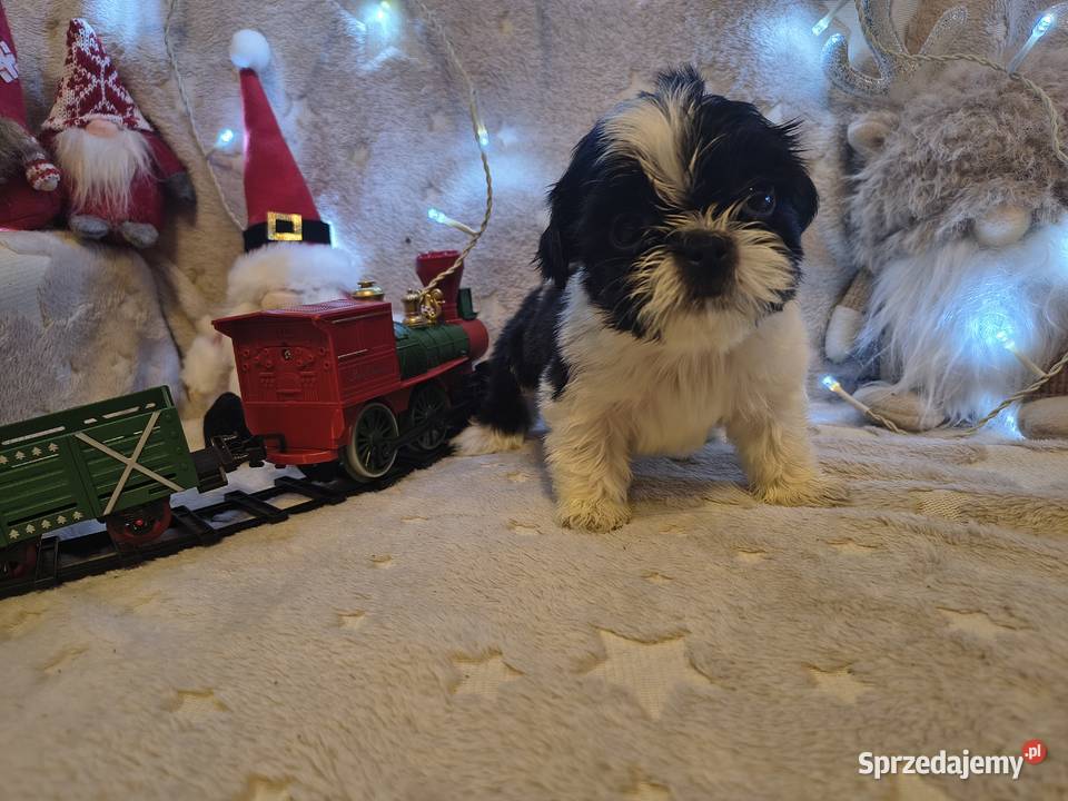 Pikne szczenięta shih