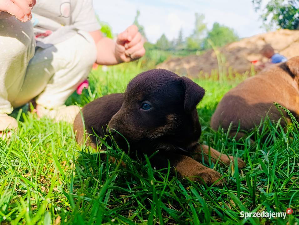 Terier niemiecki czekoladowy szczenięta Sokołów Podlaski