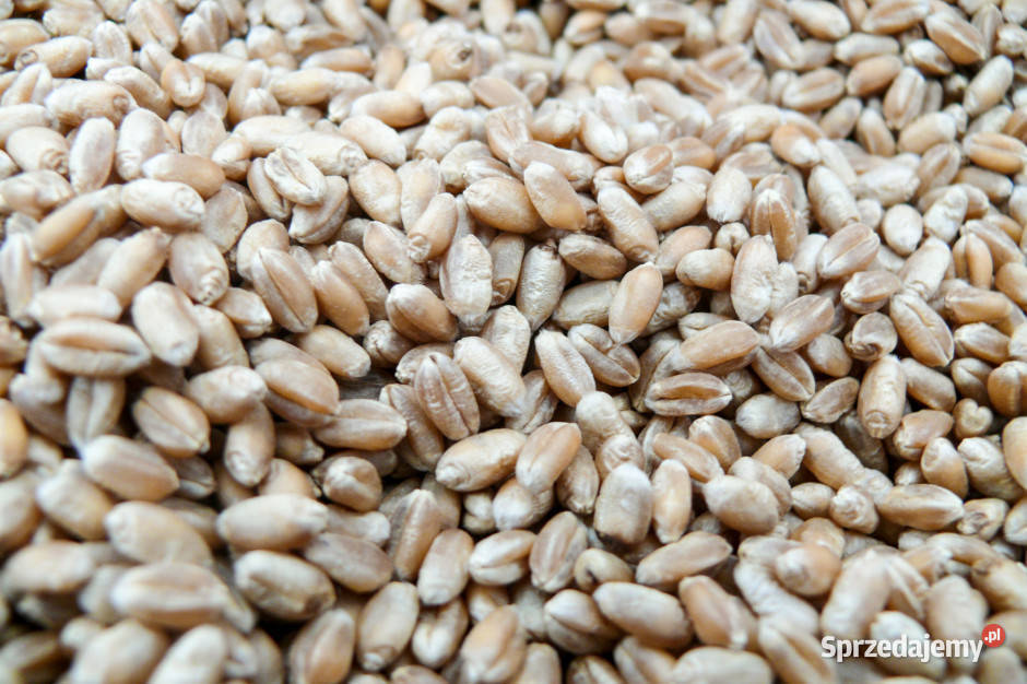 Zboże obrót Pszenżyto żyto pszenica owies Skoczykłody sprzedam
