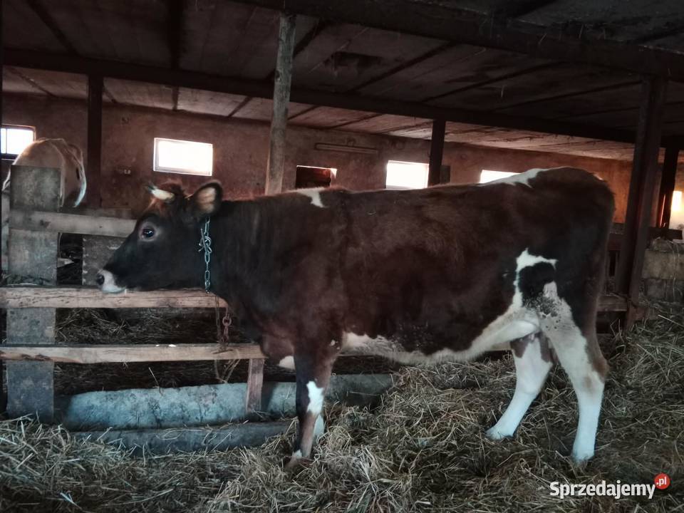 Jałówka wysokocielna Maków Mazowiecki