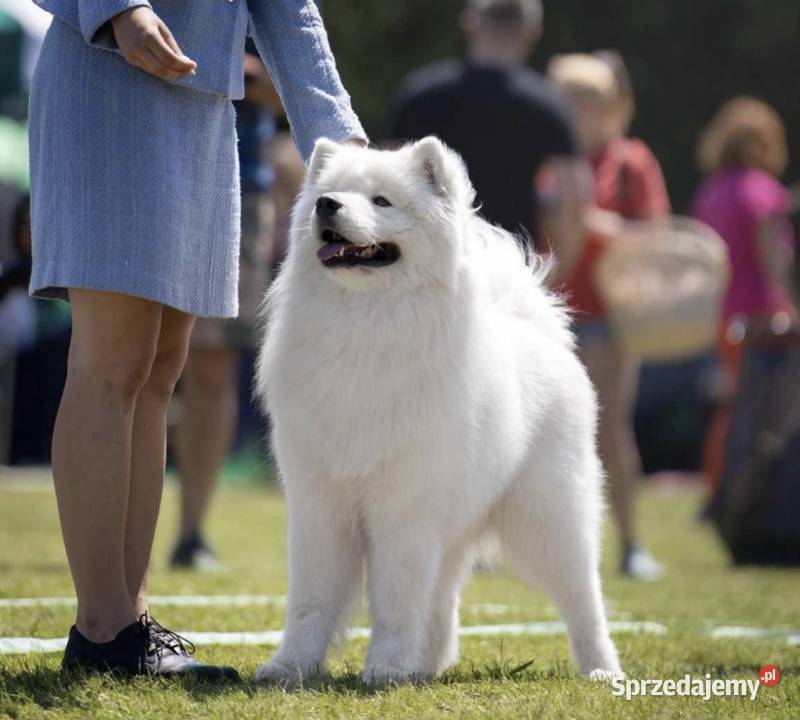 Szczeniaki Samoyed FCI świętokrzyskie sprzedam
