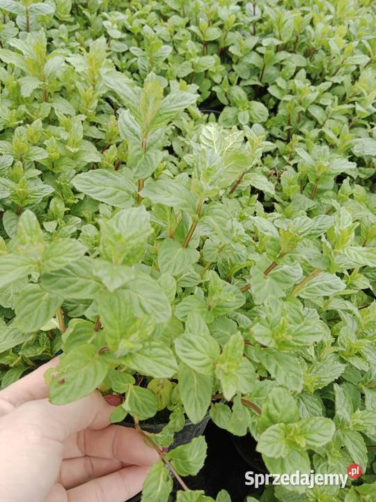 Truskawka poziomka flox mięta melisa lawenda kto sprzedam