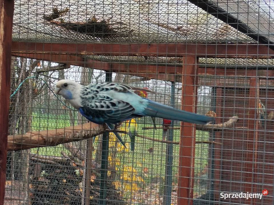 Rozelle Białolice 2025 Borowo