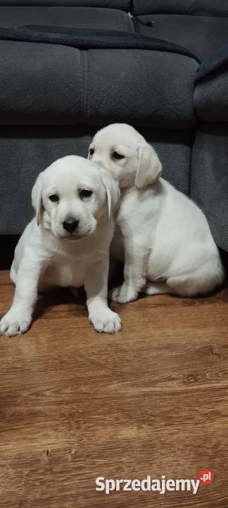 Pieski Labradory Retriever Biszkoptowe Tarnów