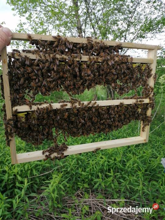 Matki pszczele Nieska Primorski VSH Elgon Tarnów