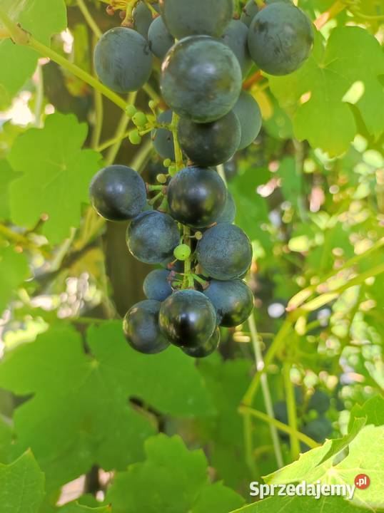 Winogrona na wino i soki sadzonki winorośli kujawsko-pomorskie Toruń