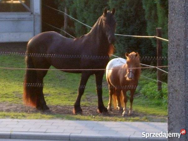 Fryz Koń fryzyjski klacz fryzyjska ujeżdżona Słubice