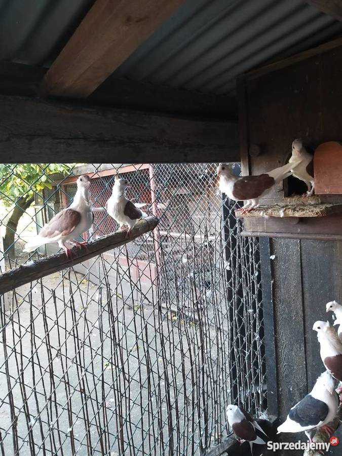 Gołębie Mewki Oporówko