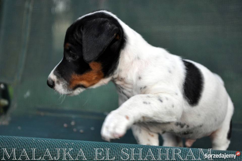 PIESEK Jack Russell Terrier GŁADKOWŁOSY na