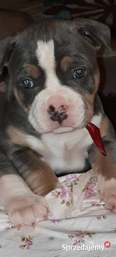 Amstafy TRICOLOR DO REZERWACJI lubelskie Dęblin