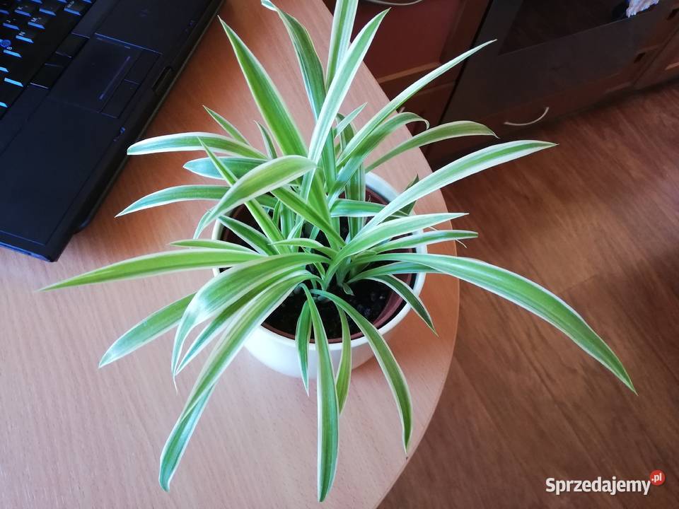 Zielistka Chlorophytum comosum Variegatum Szczecin sprzedam