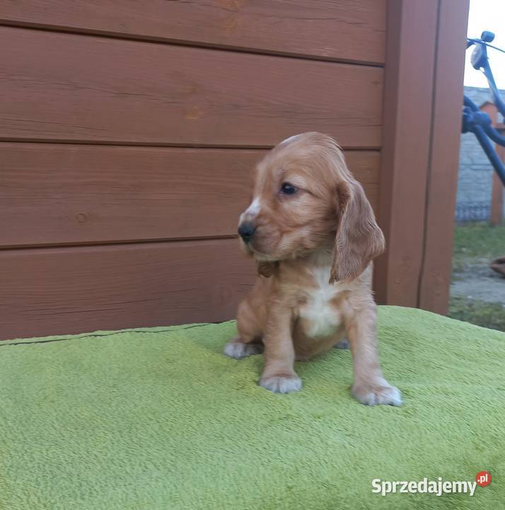 Cocker Spaniel Angielski Piesek