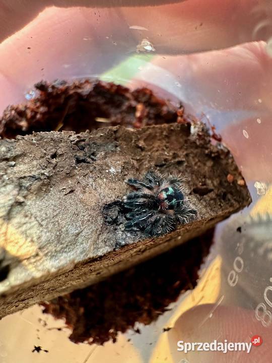 Typhochlaena seladonia L2 10sztuk Kraków