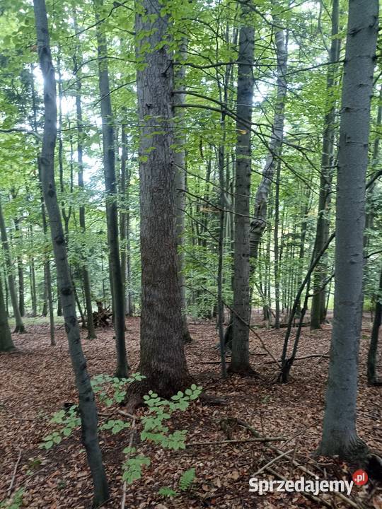 Sprzedam Las Przysietnica sprzedam