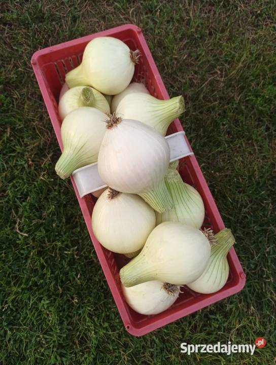 Warzywa ogórki pomidory cebula koper fasolka Kaniwola