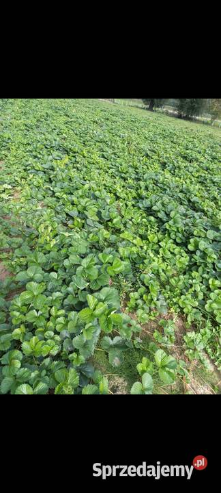 Sadzonki truskawek Verdi Słubice