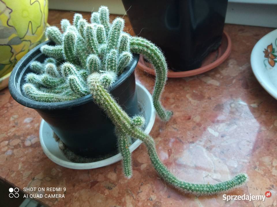 Kup kaktusik begonię Zielone Zielone podlaskie sprzedam