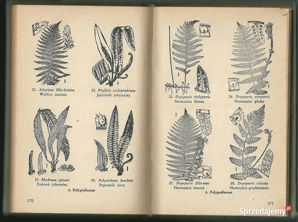 Przewodnik do oznaczania roślin Rostafiński Książki naukowe i popularnonaukowe Łódź
