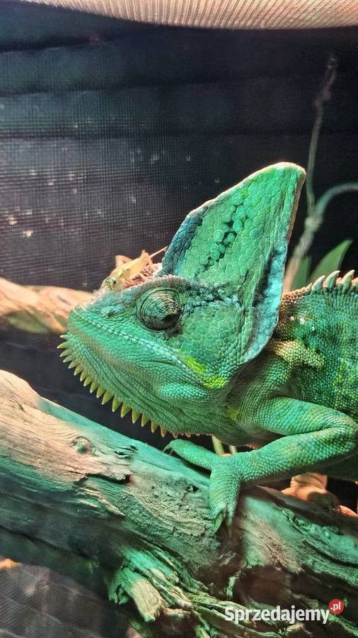 Kameleon z terrarium Gady i płazy