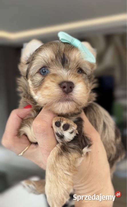 Chocomerle Yorkshire Terrier York małopolskie Myślenice