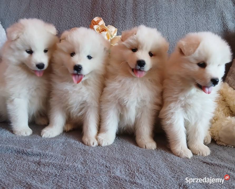 Samoyed Samojed szczenięta