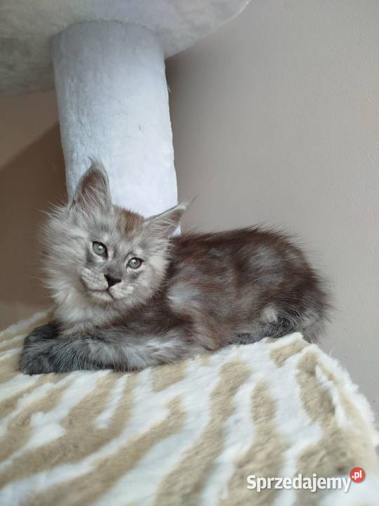 Kotka Maine Coon Szembruk