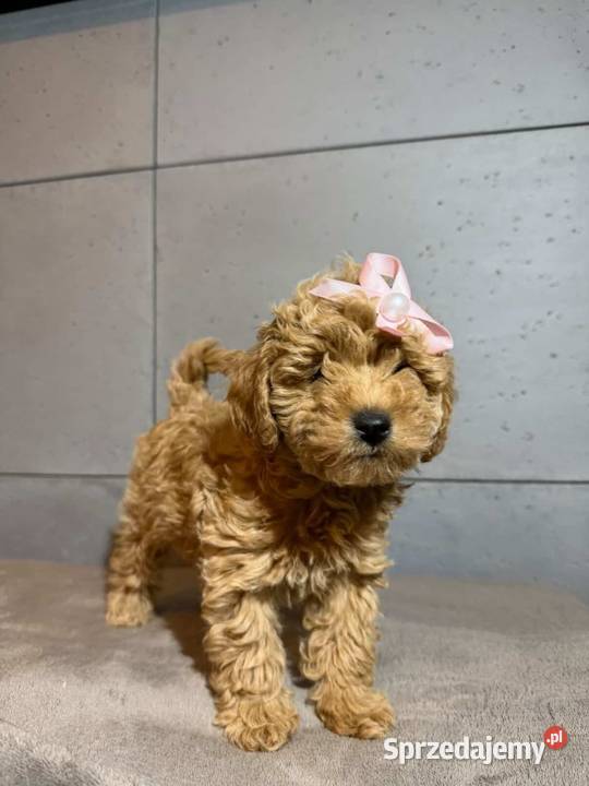 Śliczna dziewczynka pudel Toy Boreczek