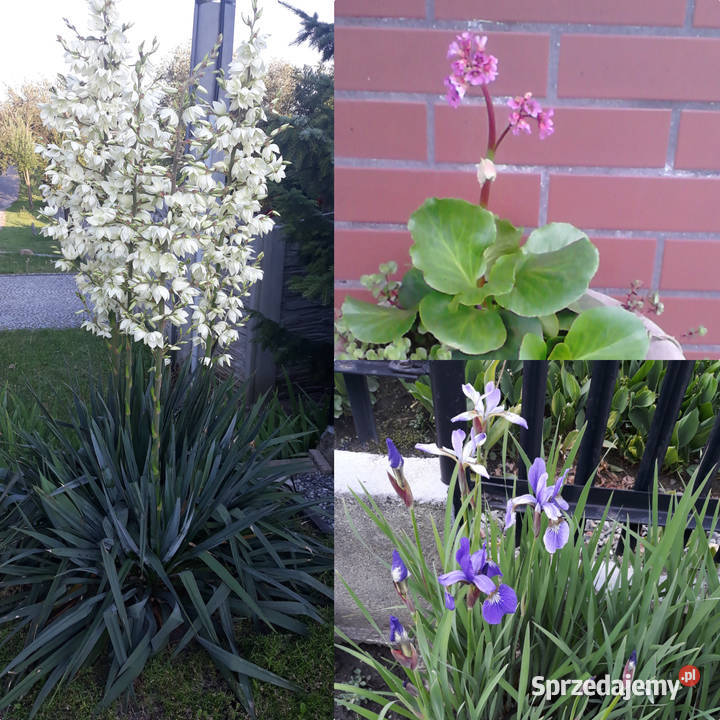 Irysy syberyjskie sadzonki kłącza śląskie