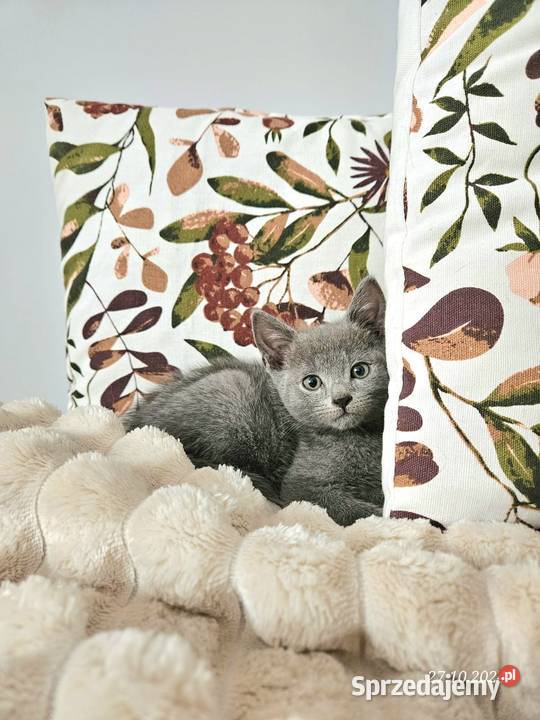 Rosyjski niebiesko kot kotka mazowieckie Mińsk Mazowiecki