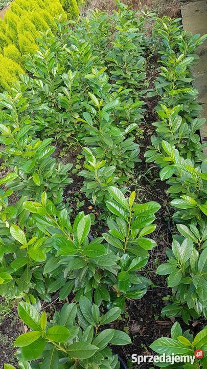 Laurowiśnia wschodnia na żywopłot w doniczkach Proszowice