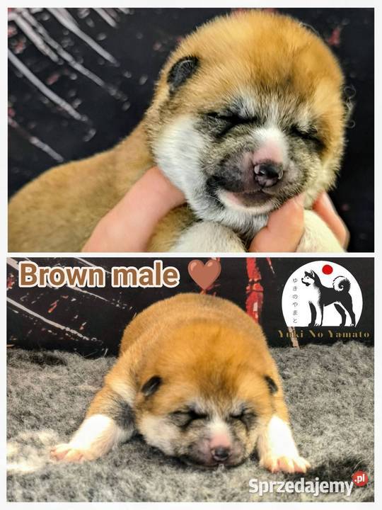 Akita Inu ZKwPFCI