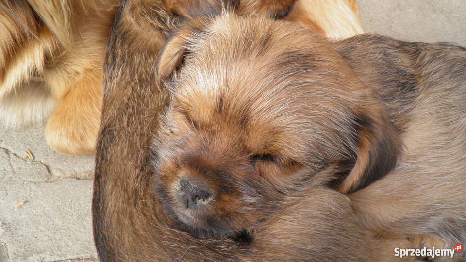 mieszaniec york z pekińczykiem podkarpackie Trzcinica