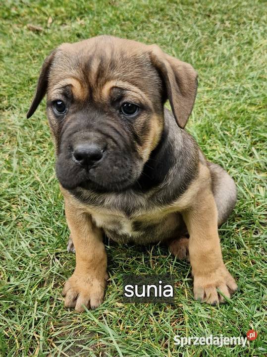 SPRZEDAM SZCZENIAKI CANE CORSO Lubartów