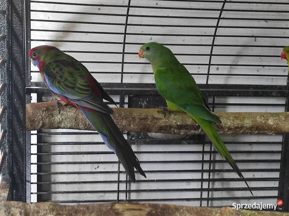 Papuga barabanda samica Garwolin