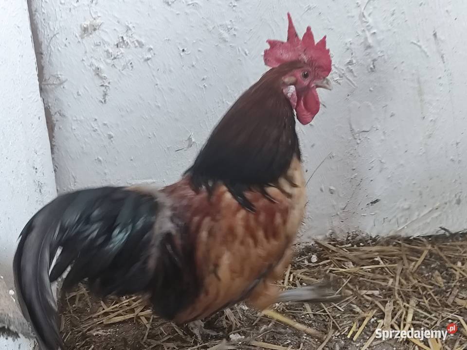 Kogutki cwergi kogutki Kościan