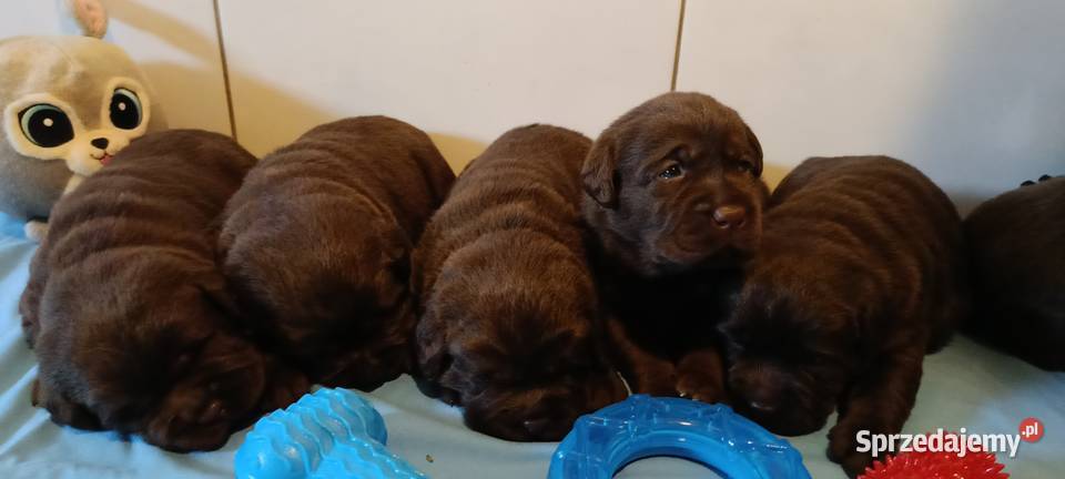 Labrador Retriever ZkwpFCI czekoladowe Dąbrowa Tarnowska