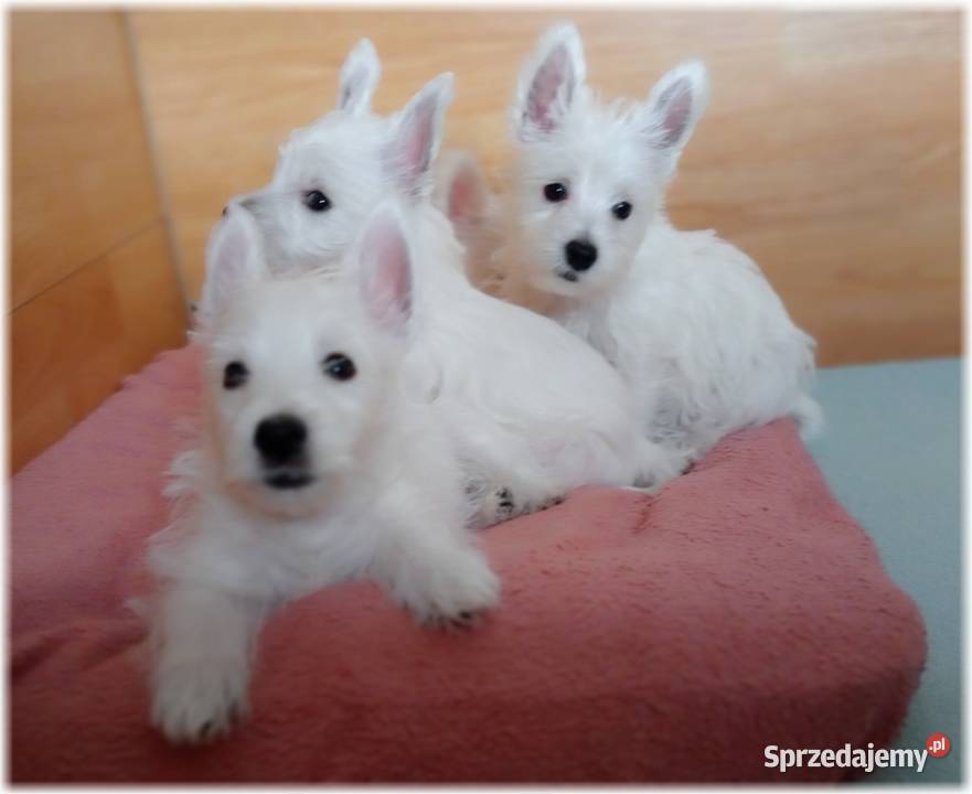 West Highland White Terrier ZKwP FCI suczka Częstochowa