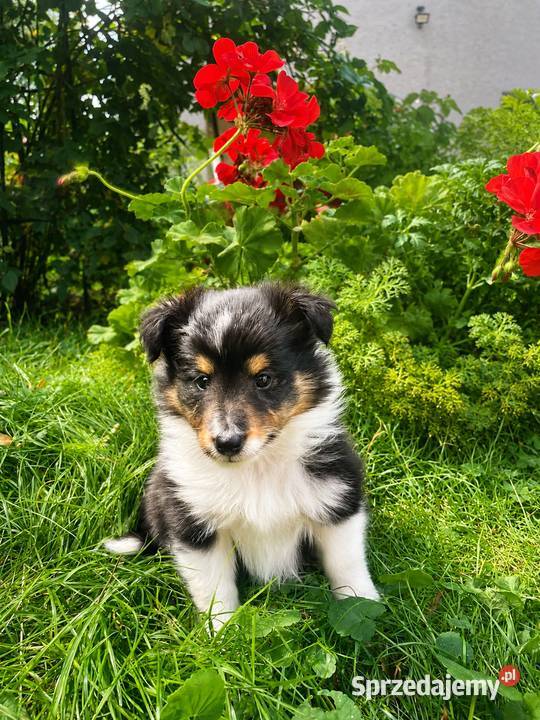 owczarek szetlandzki sheltie piesek blue merle Rudzica