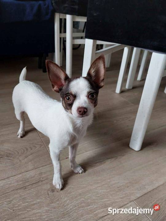 Piesek rasy chihuahua warmińsko-mazurskie Elbląg