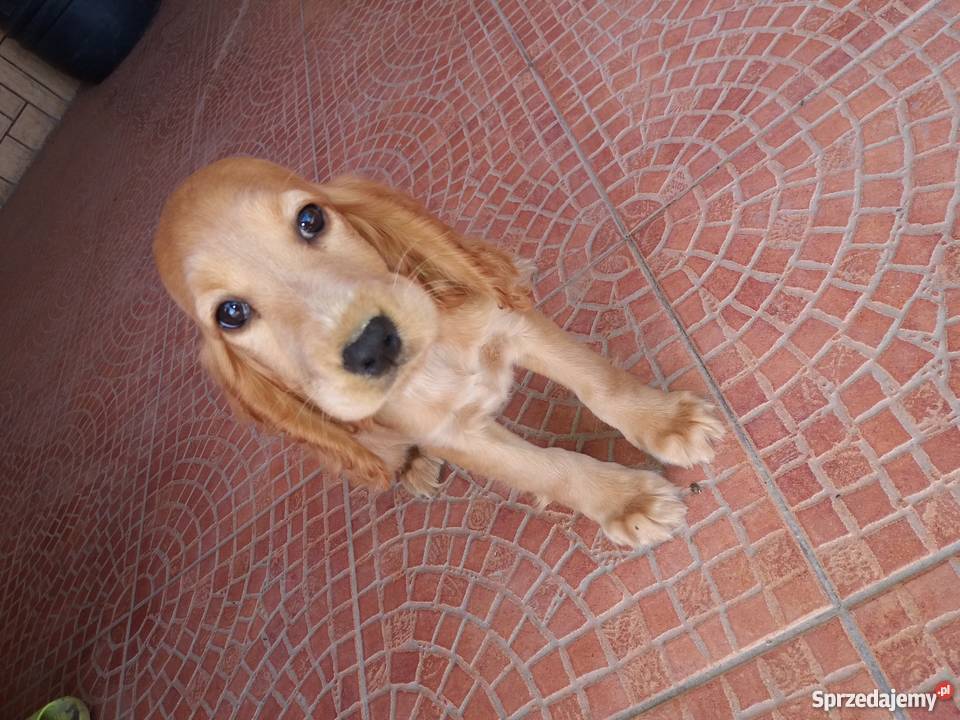 Cocker spaniel szczeniaki Rybczewice Drugie