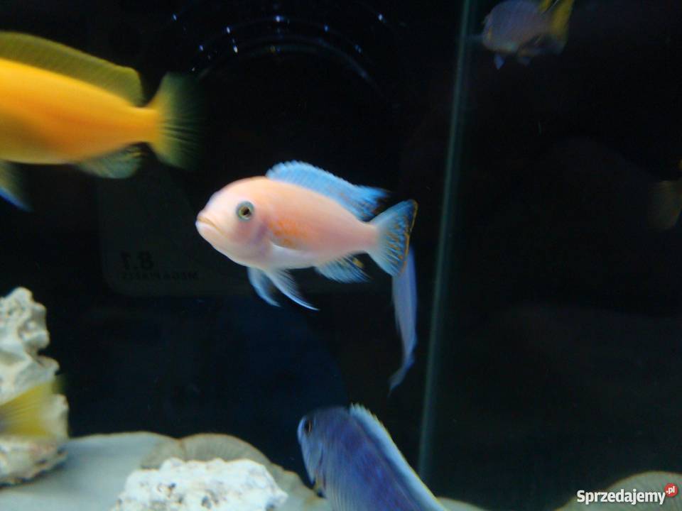 Pyszczaki Maylandia Estherae Red Red Dorosły małopolskie Kraków