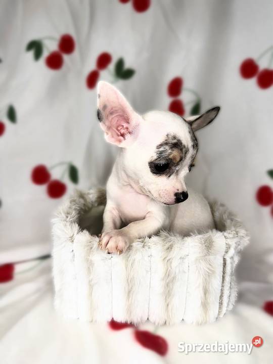 BRUNO piesek Chihuahua Bluemerle Limanowa