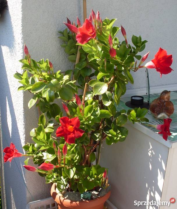 Kwiat Sandawilla 2letni Poznań