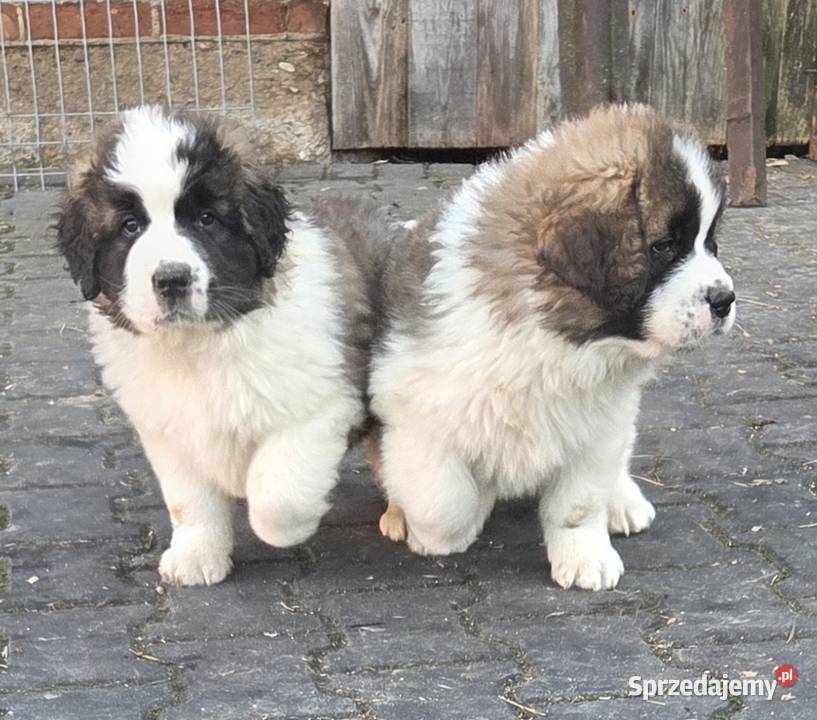 Moskiewski Pies Stróżujący Nie Bernardyn Nie Psy wielkopolskie sprzedam