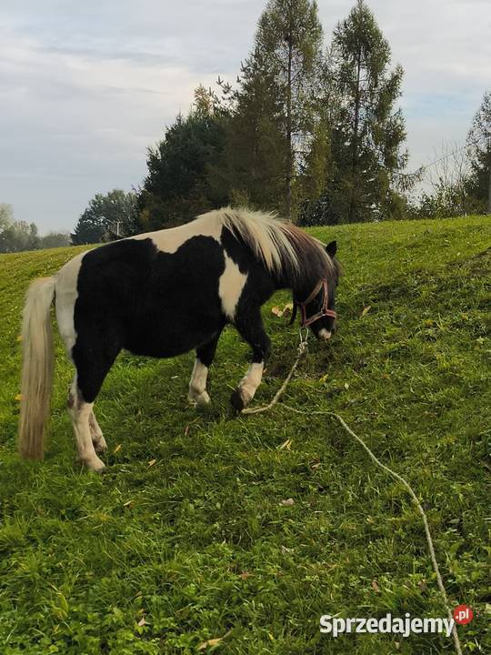 Kucyki matka i córka podkarpackie Gawłuszowice sprzedam
